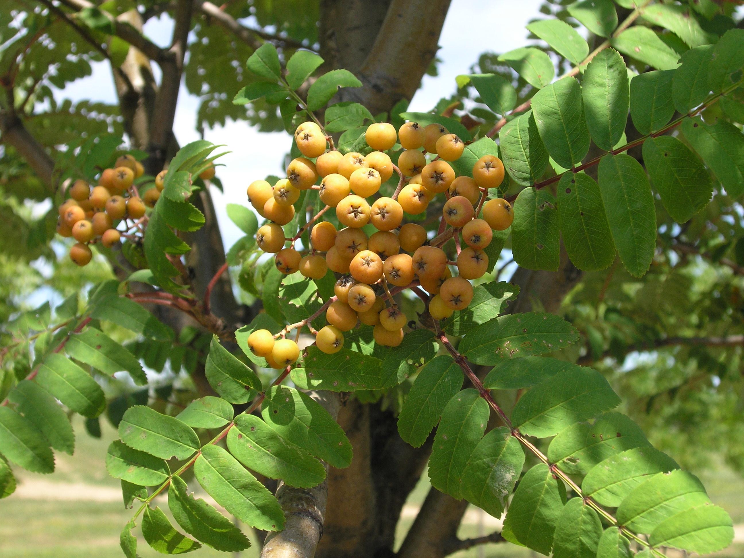 Sorbus aucuparia ‘Cardinal Royal’